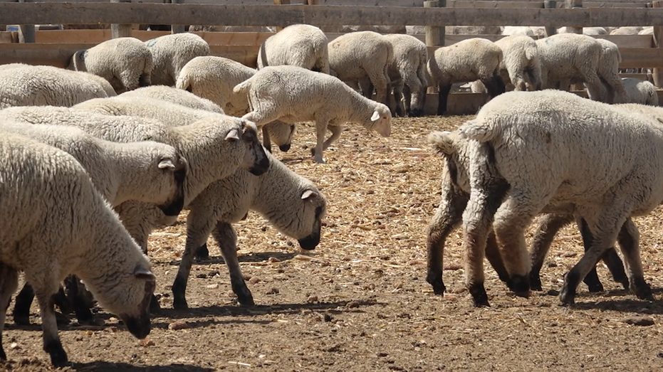 Woolen industry